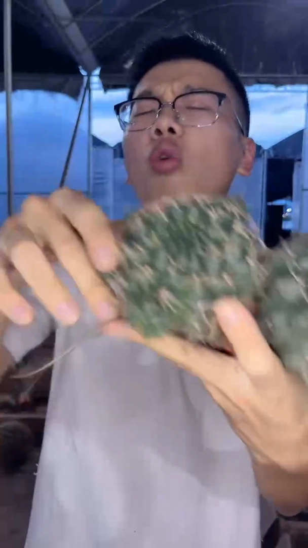 2颗 实生根 绯花玉 6-8cm