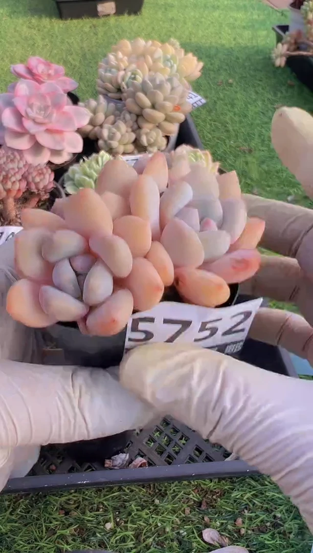 【闪购商品】信福多肉一物一拍