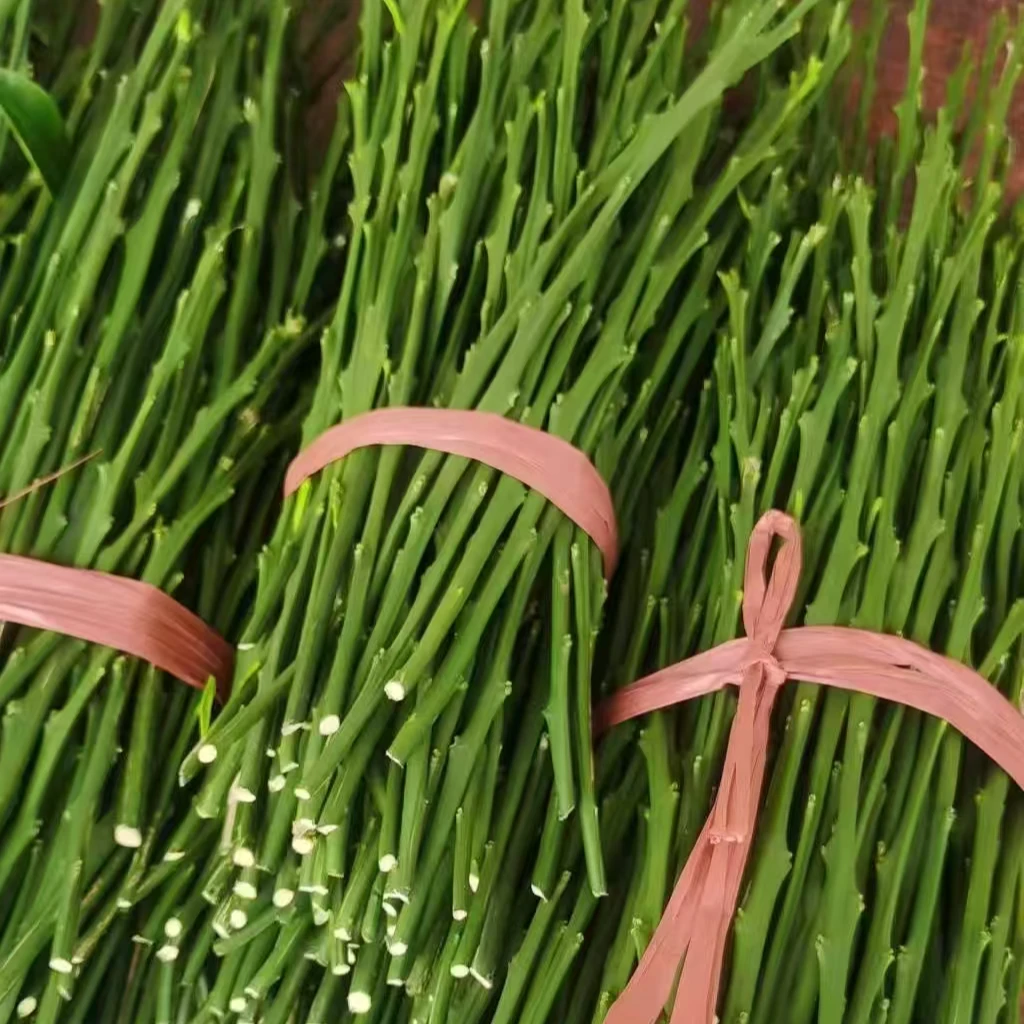 柑橘枝条：早熟耙耙柑、糖津1号、嘎嘣脆嘎嘣脆柑橘苗