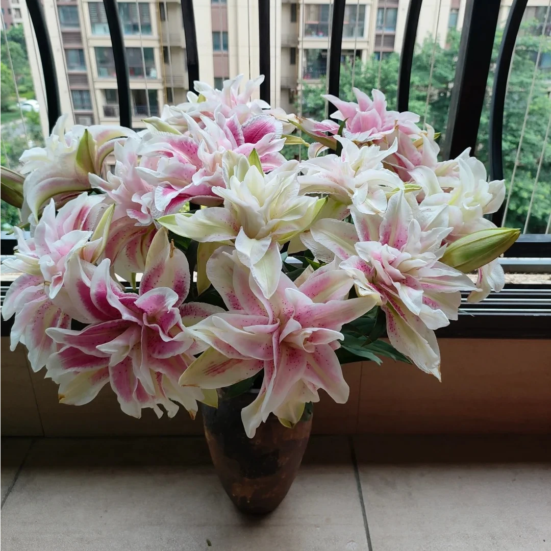 【奥林匹亚】淡香型香水重瓣百合客厅书房插花水养云南鲜花基地直发
