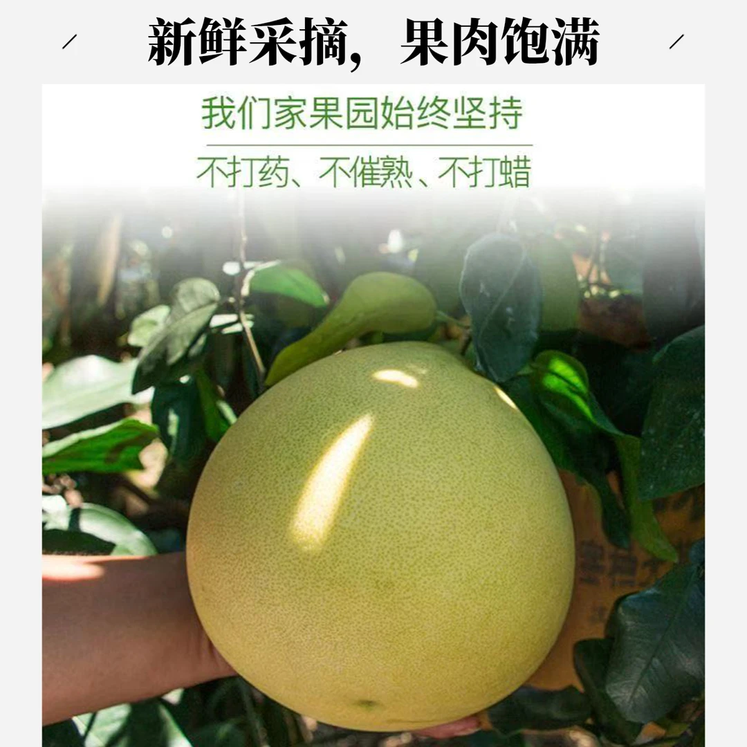 【H顺丰次日达】福建平和红心蜜柚老树头茬鲜果皮薄鲜嫩多汁福建省
