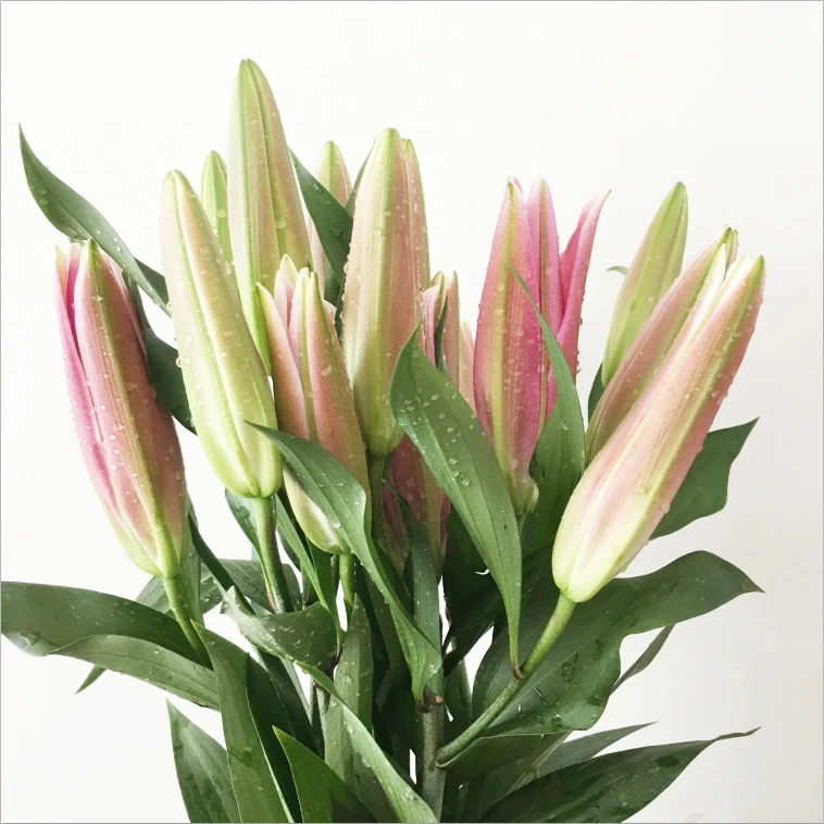 【粉百合】香水百合新鲜鲜花花束云南鲜花基地直发适合客厅装饰