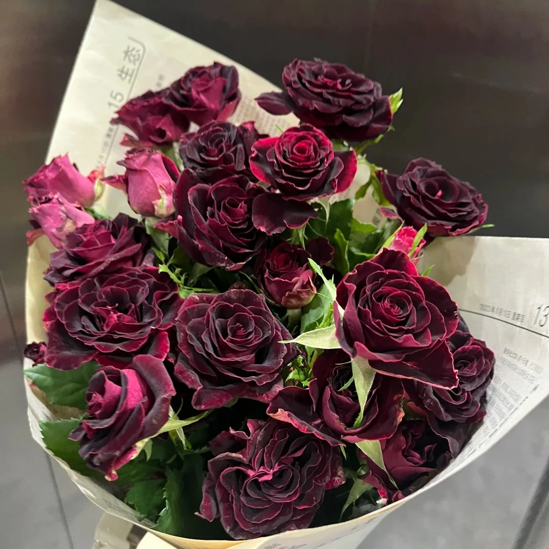 紫罗兰【多头玫瑰】高级黑红丝绒质感，冷链包邮，2单升级顺丰