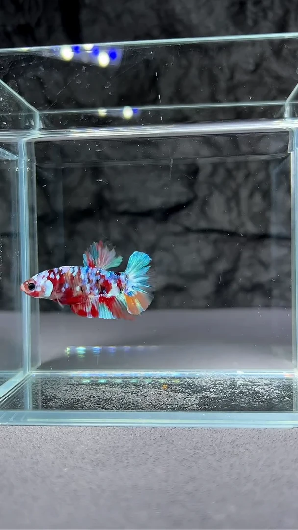 斗鱼竞拍链接A114