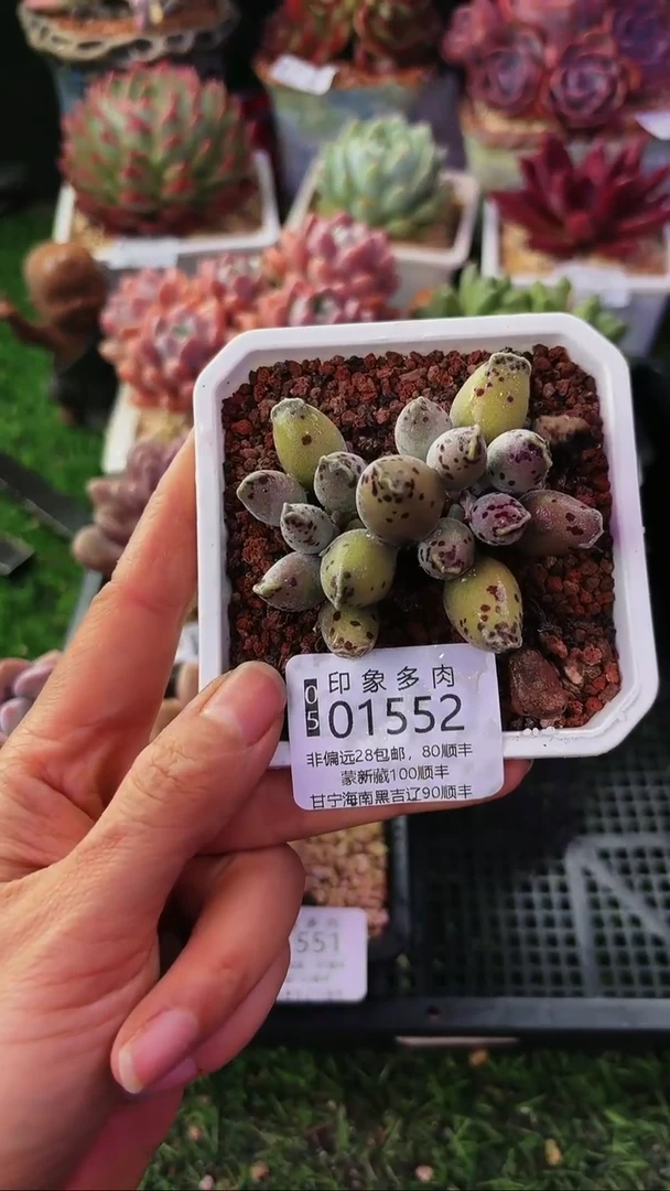 昆明印象多肉01552