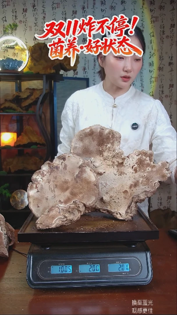 平盖灵芝中国大陆【藏区 野生】树舌灵芝（2.01斤）20-30年份