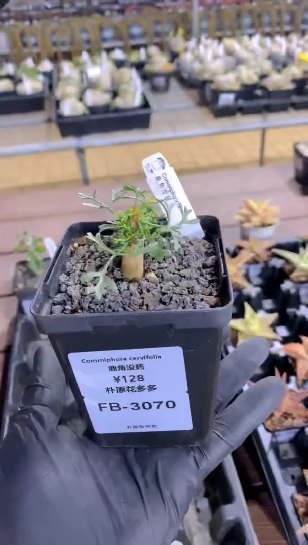 【闪购商品】鹿角没药FB-3070