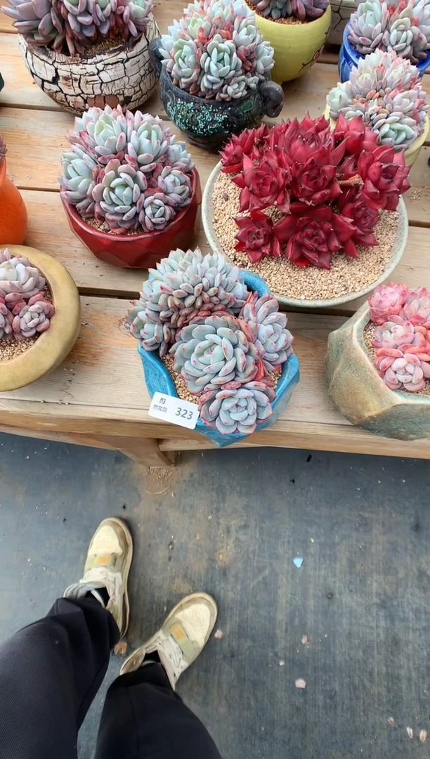 【闪购商品】323一物一拍