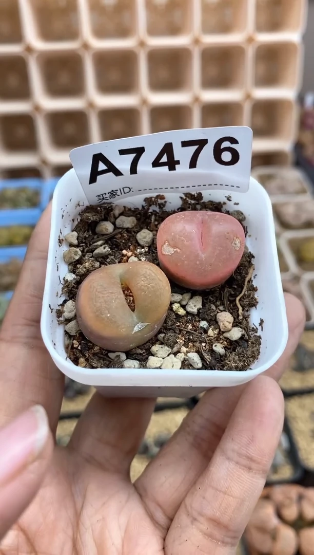 【闪购商品】7476直播间一物一拍链接