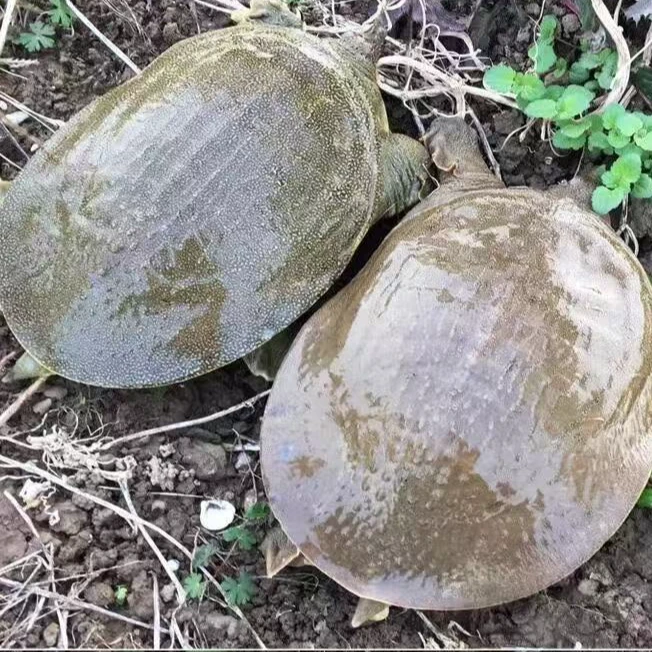 【外塘甲鱼] 生猛甲鱼中华鳖青背白底包活到家 4只