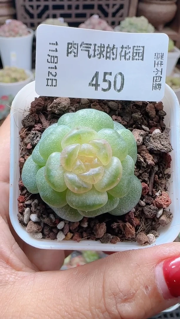 1112-450流莹（群生不包整）