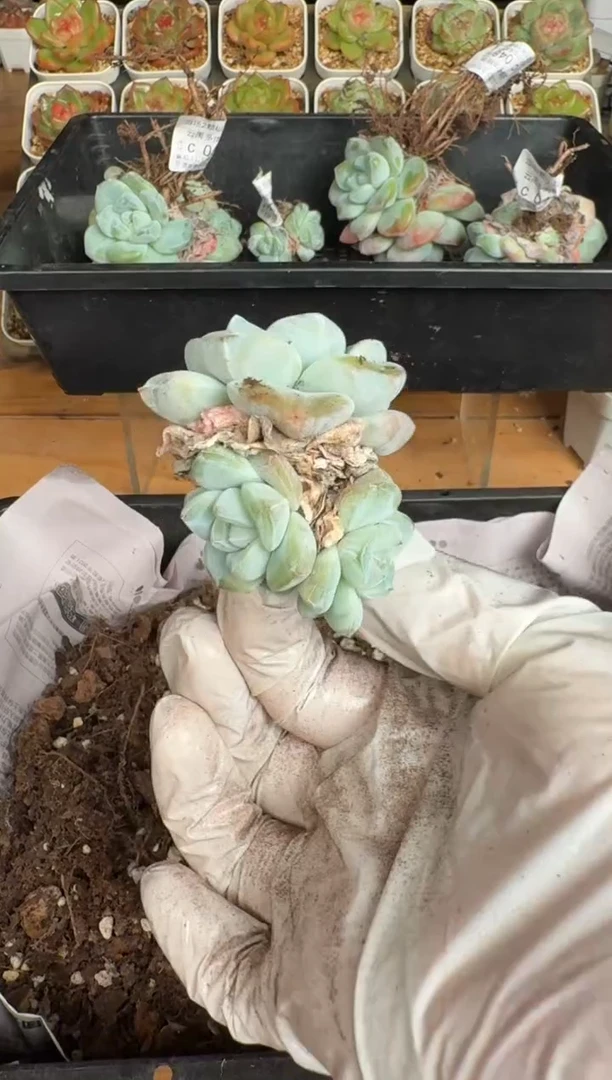 051c带盆土发(6.5cm杯）一物一拍 珍妮多肉