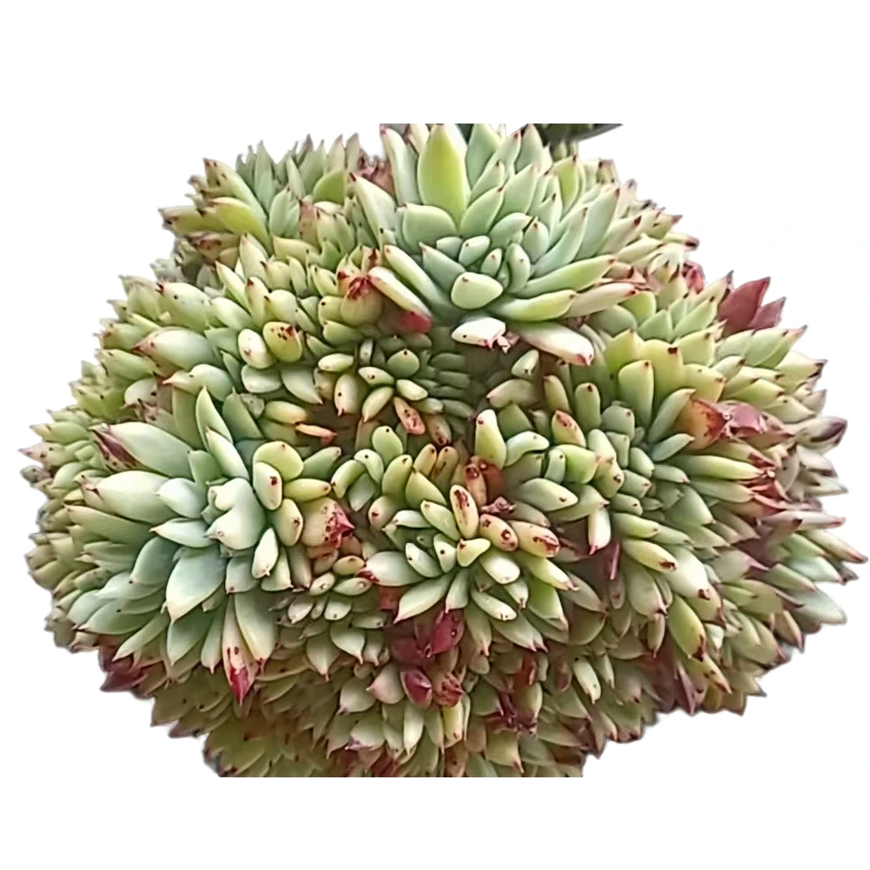 百荟（两单包邮） 拉糖缀化多肉盆栽植物 带盆土发货
