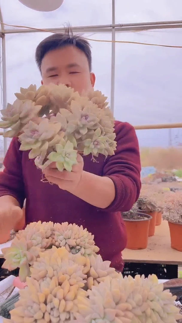 【闪购商品】缀化150