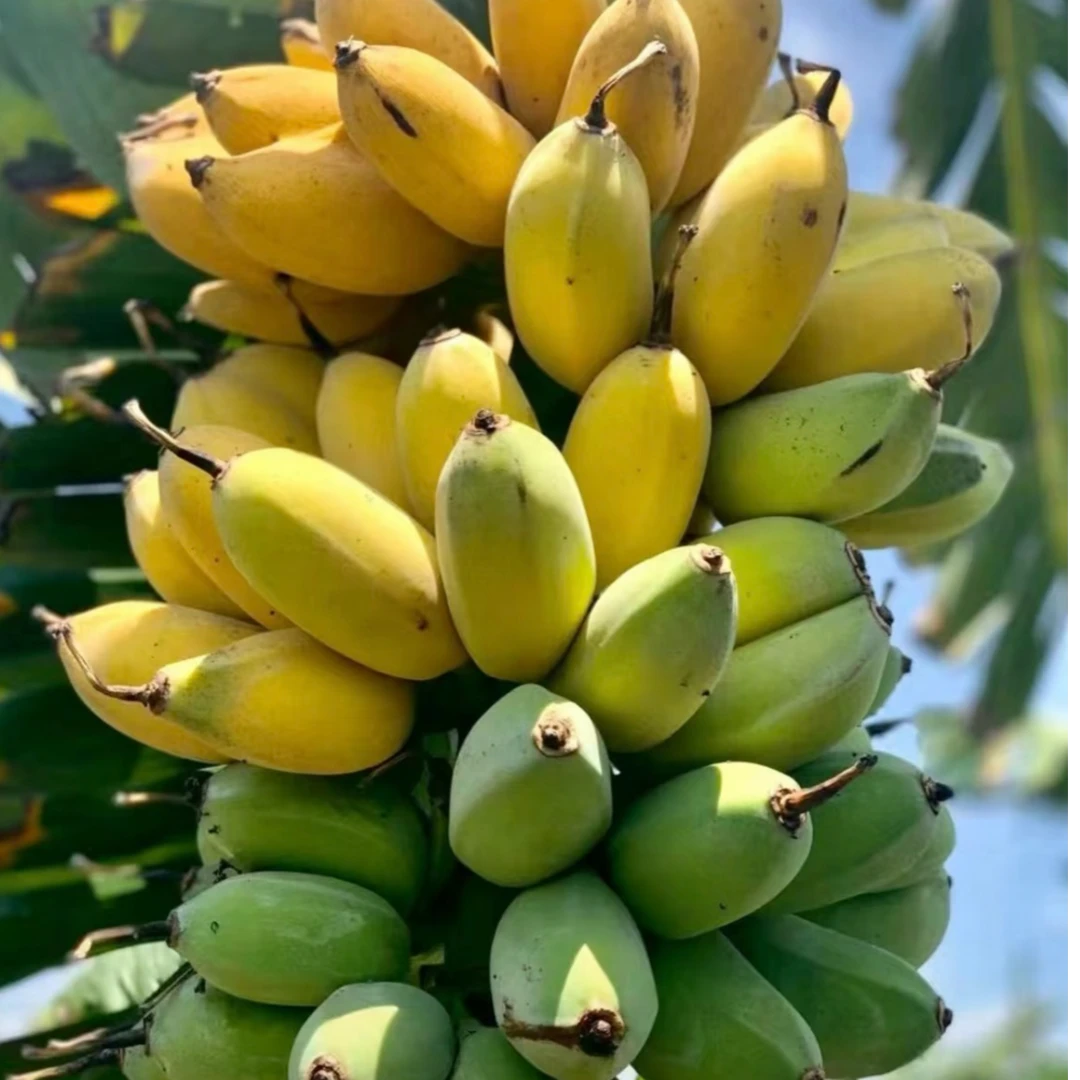 广西农家香蕉、香蕉  农家香蕉