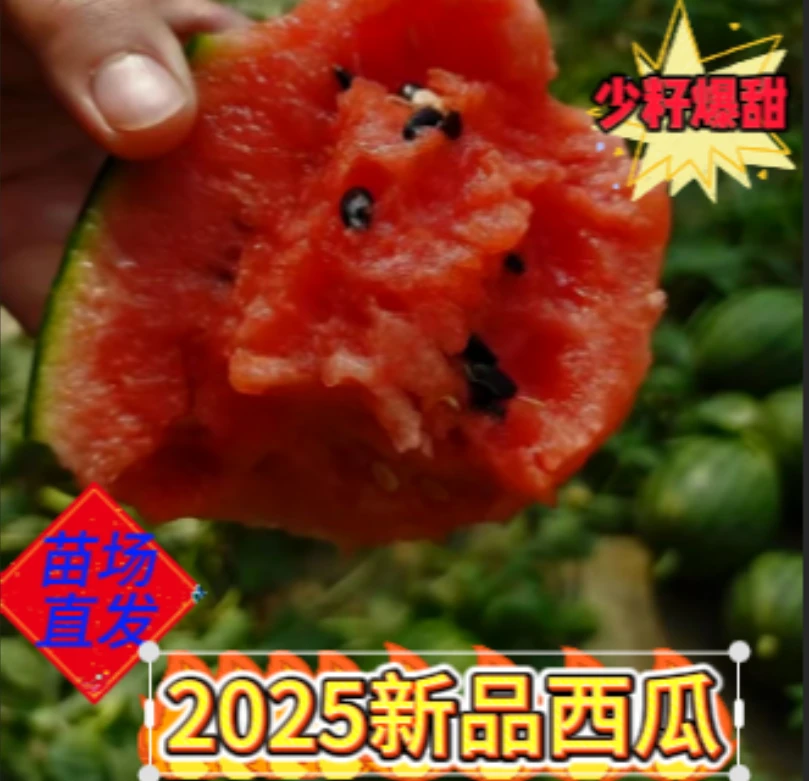 美都8424麒麟优质西瓜苗 苗子健壮翠绿根系发达 优良品种产量高