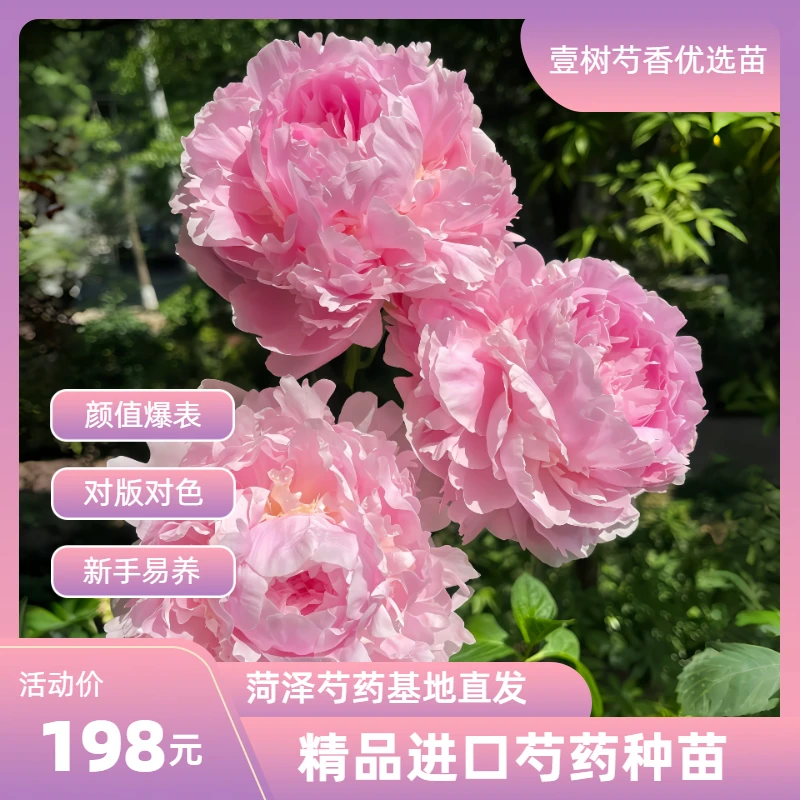 【进口芍药枕边语】种苗源头直发保对版盆栽庭院阳台办公室易活