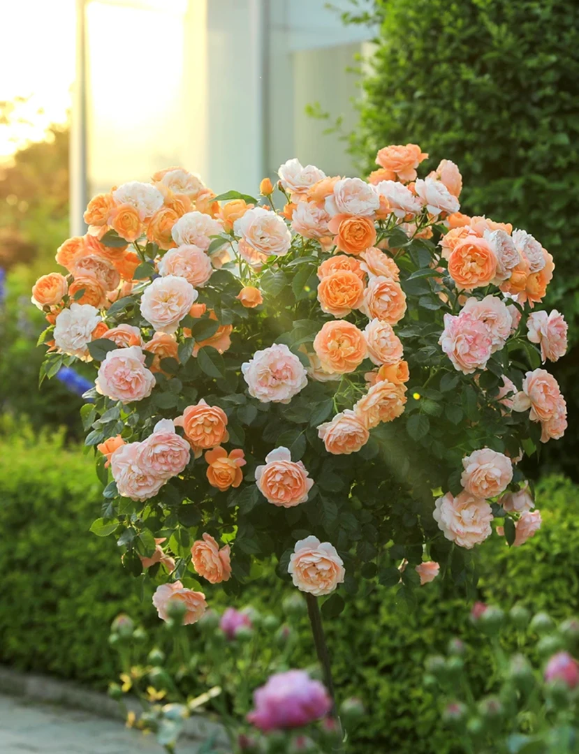 【一物一拍】棒棒糖月季8L阳台庭院盆栽地栽爆花开花