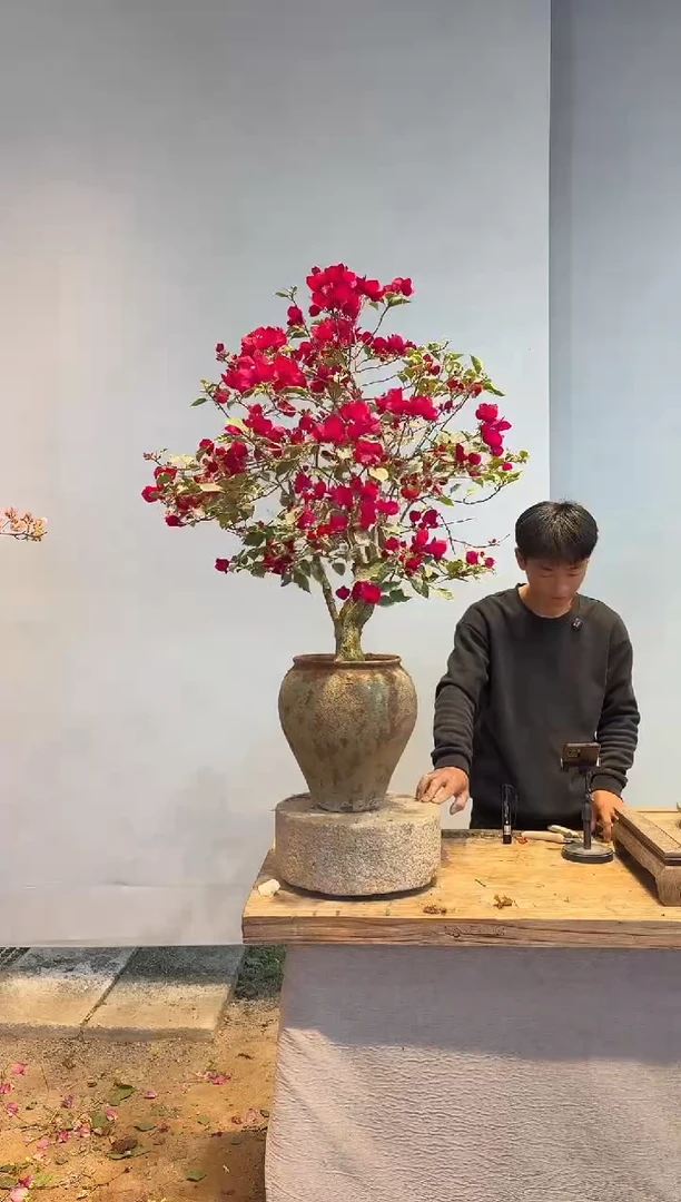 以实际为准三角梅66