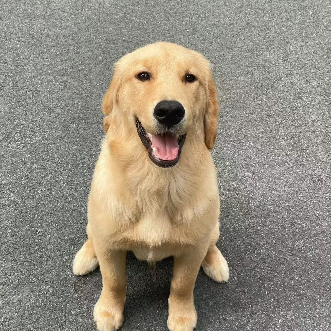 可爱小狗小型犬萌宠幼犬