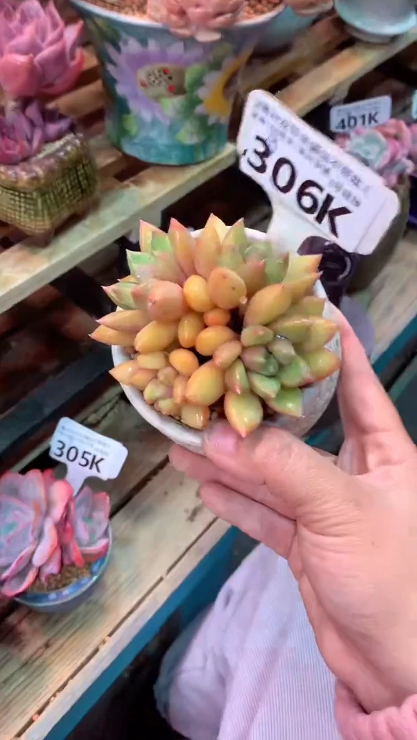 306K（一物一拍实付满28发货，默认不带盆土）