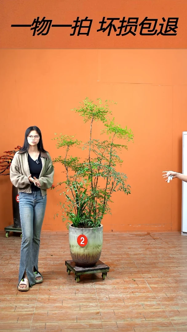 以实际为准陈*长火焰南天竹