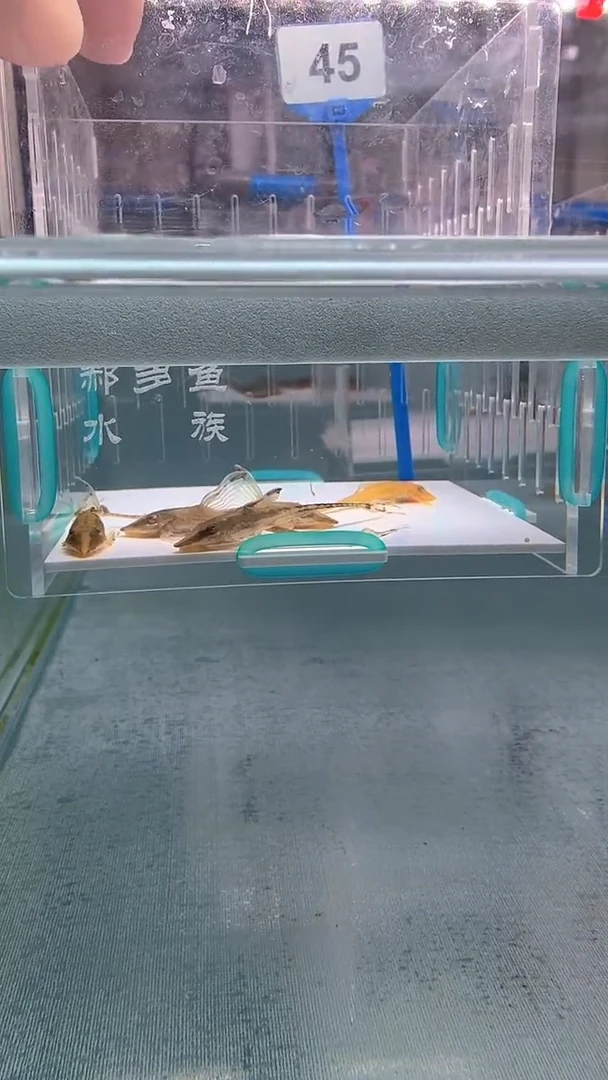 清道夫5+不包入缸损  瑕疵45