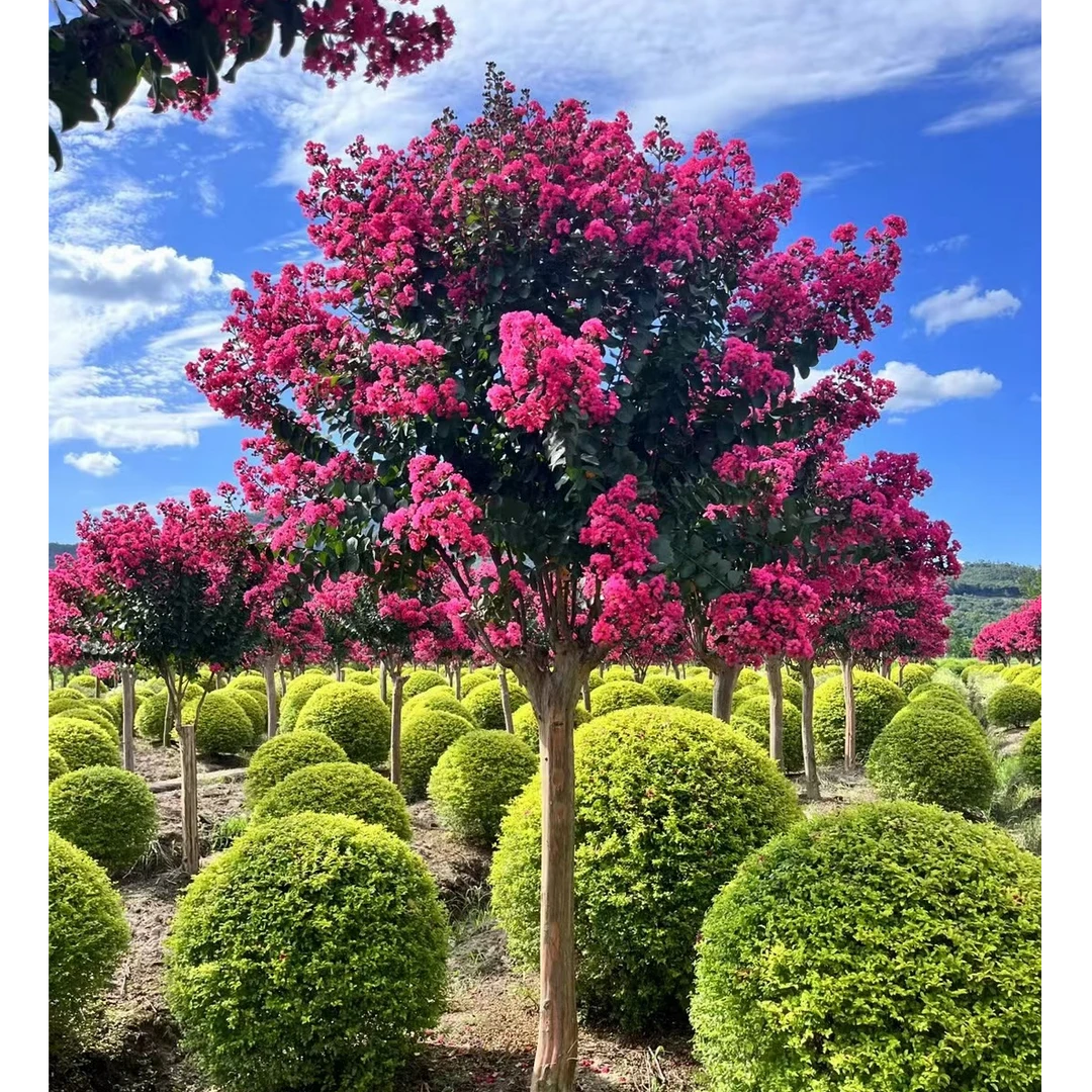 精品紫薇树 百日红 耐寒耐冻