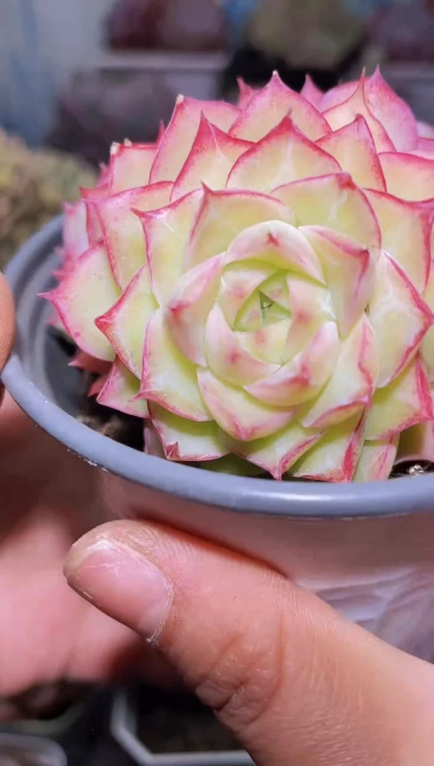 【闪购商品】333超女多肉