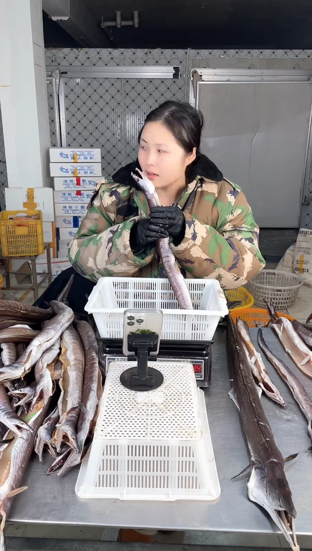 中国大陆1.5斤单托风鳗