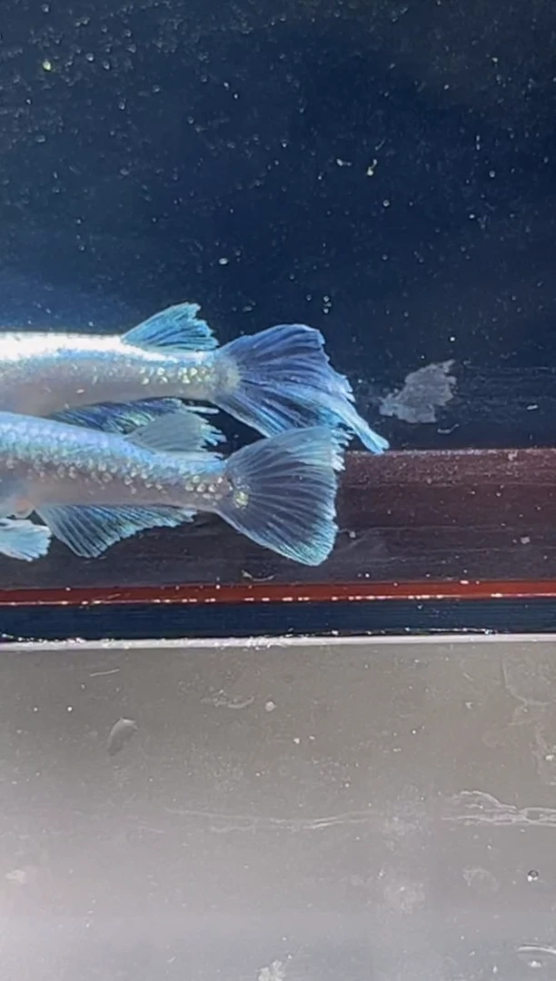 青鳉鱼观背青鳉一物一拍3