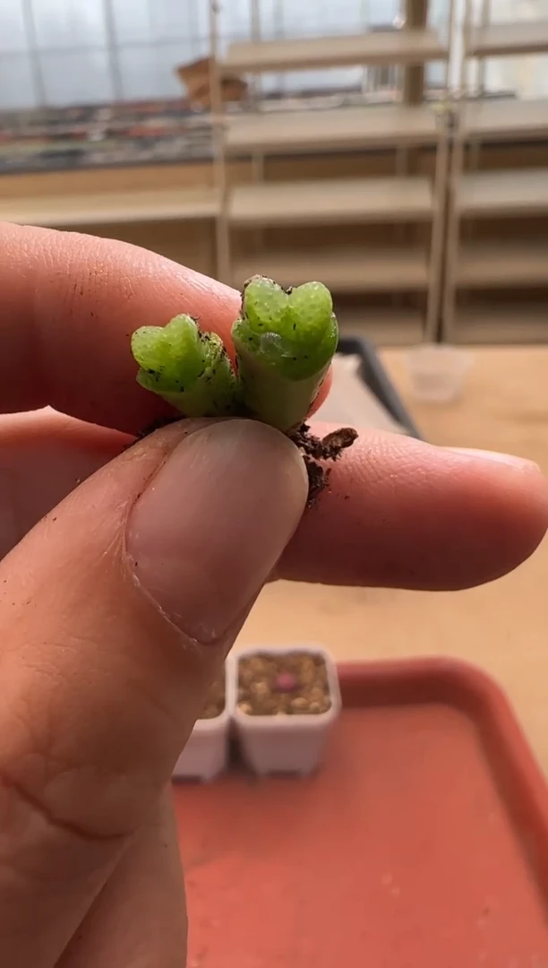 【闪购商品】13-144