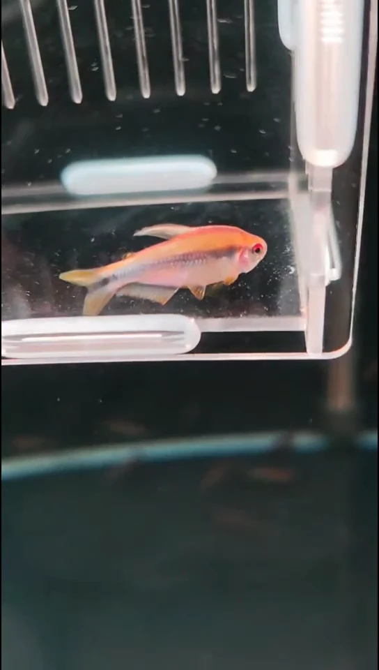 灯科鱼沧*湿苍老湿彩虹魔鬼