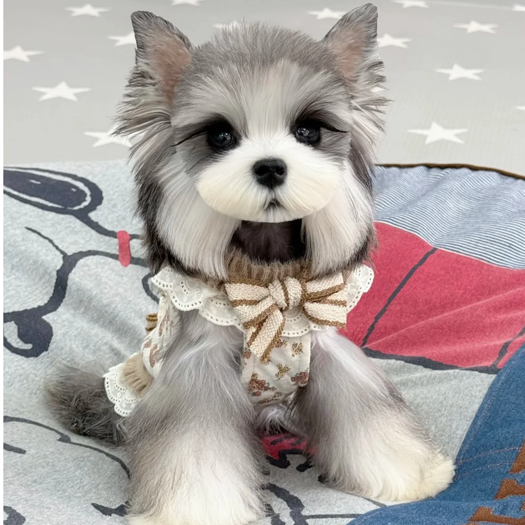 玛丽家的雪纳瑞活体幼犬狗狗小狗