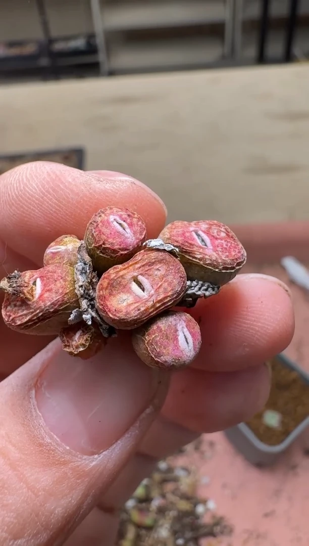 美丽的肉石头19-987