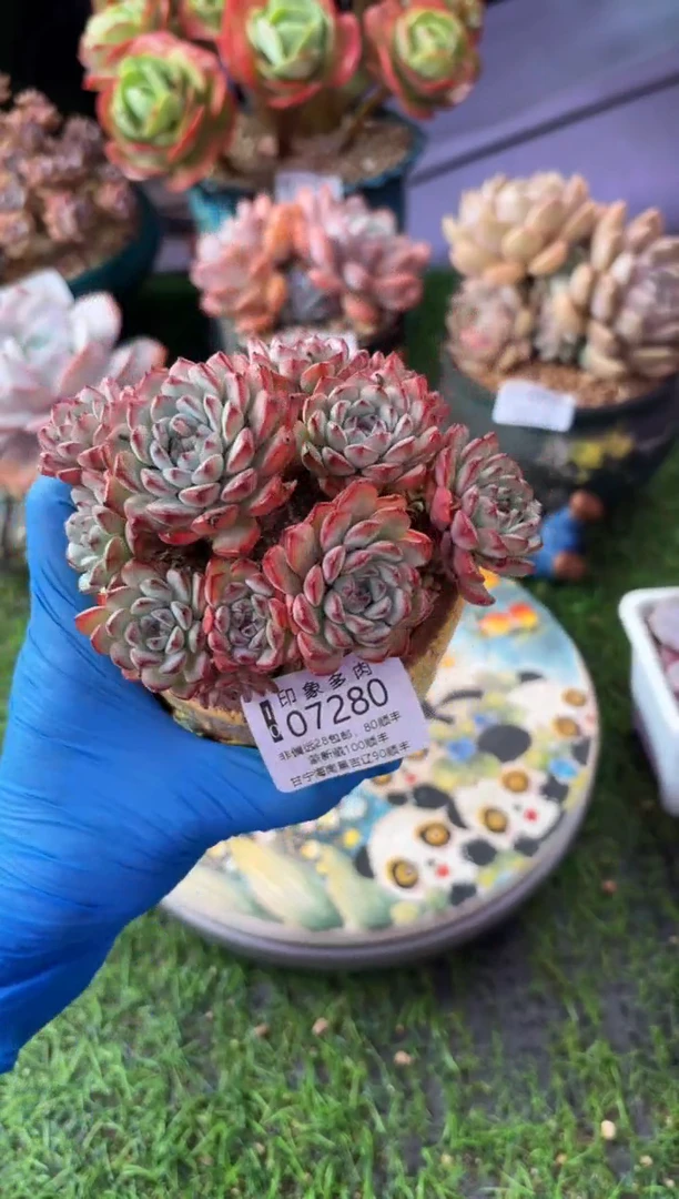 昆明印象多肉07280