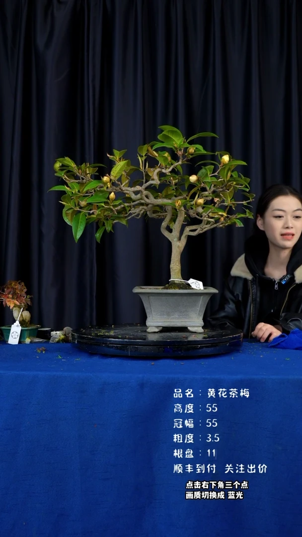 【闪购商品】黄花茶梅