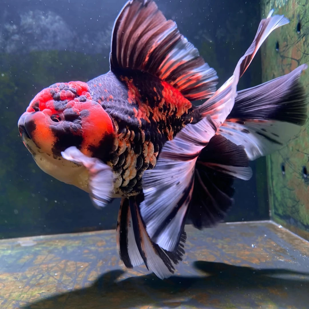 好活耐养顶红国狮红龙黑龙睛冷水大金鱼