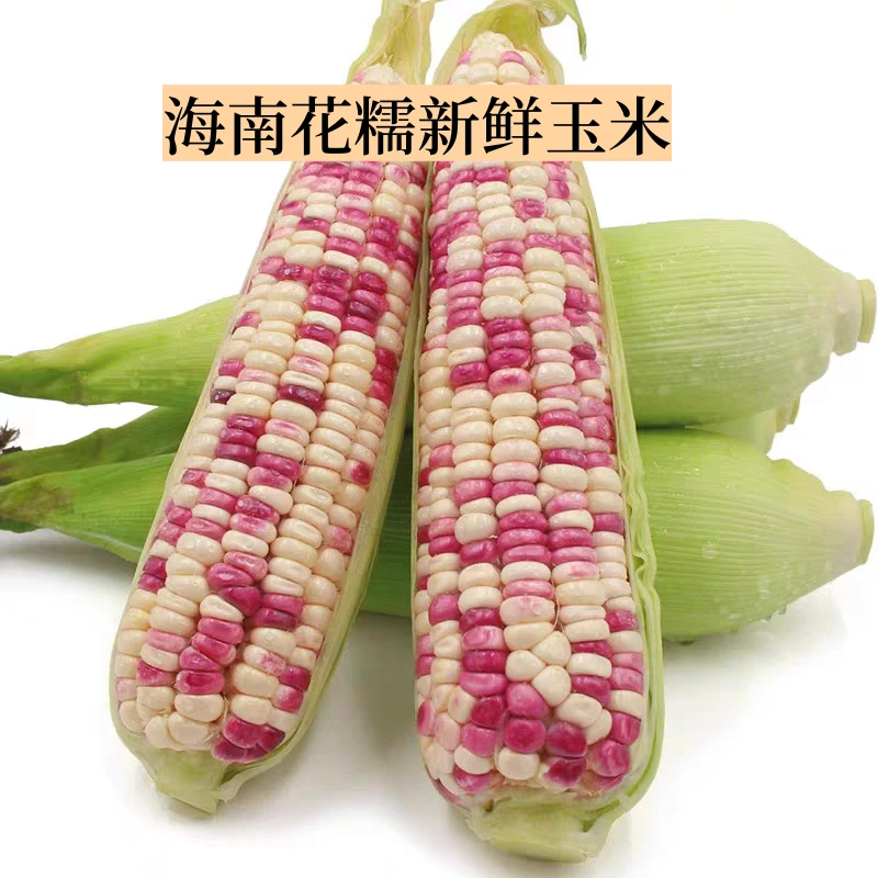 海南新鲜花黏糯玉米【坏果包赔】（3斤装）（5斤装）