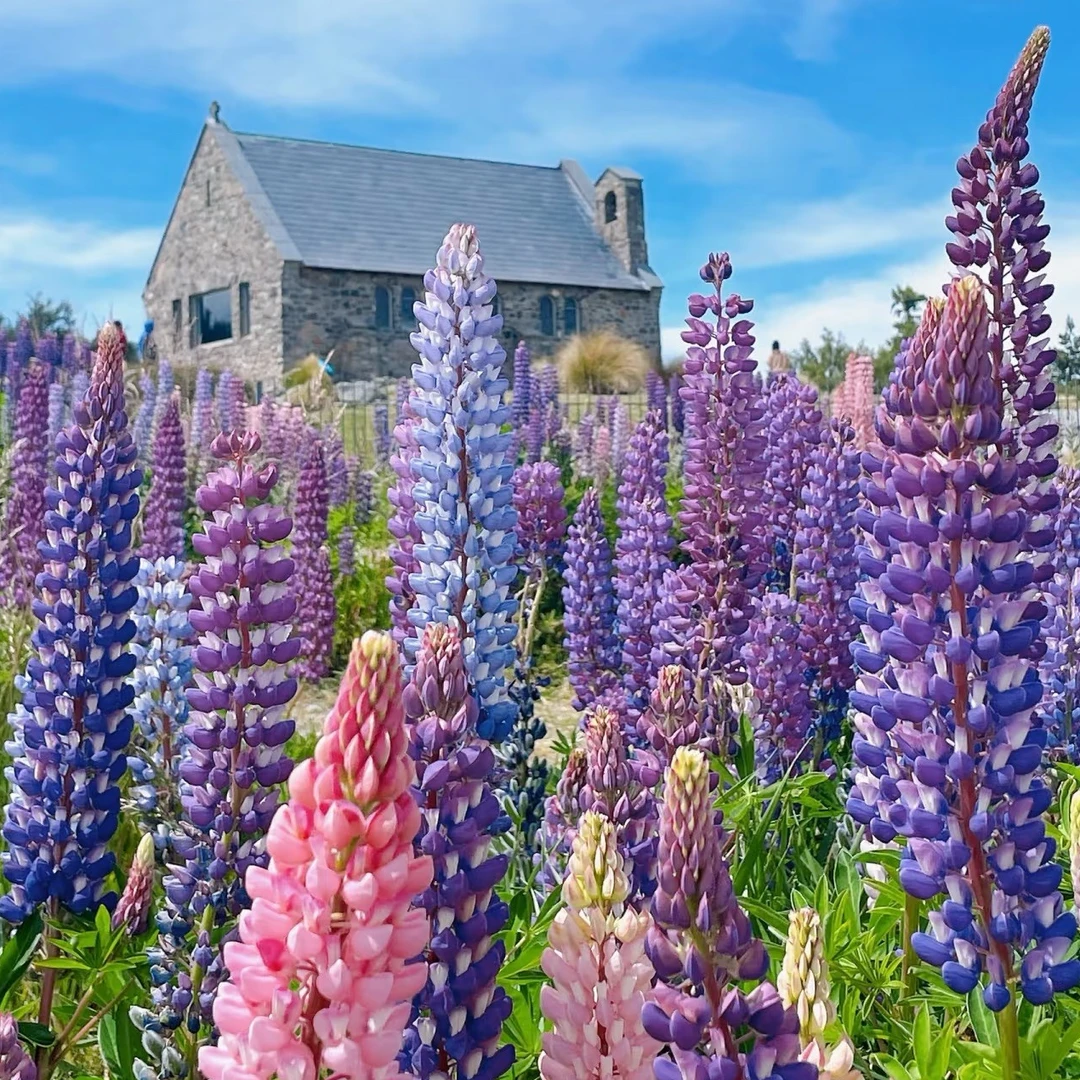 【庭院植物】“鲁冰花”羽扇豆盆栽 虹越线性植物花园三剑客爆花境