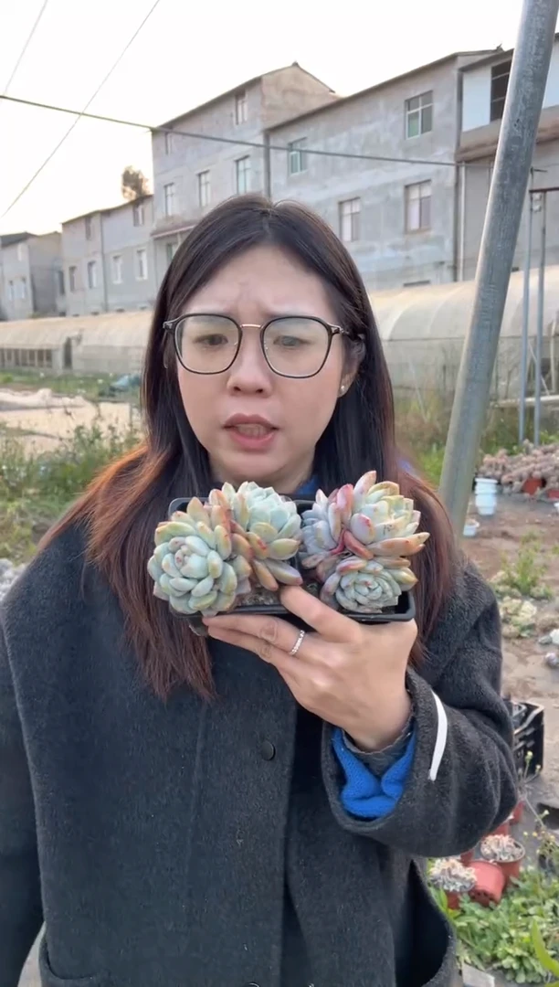 【闪购商品】127-房子后黑方双头起橙子两颗带盆土5