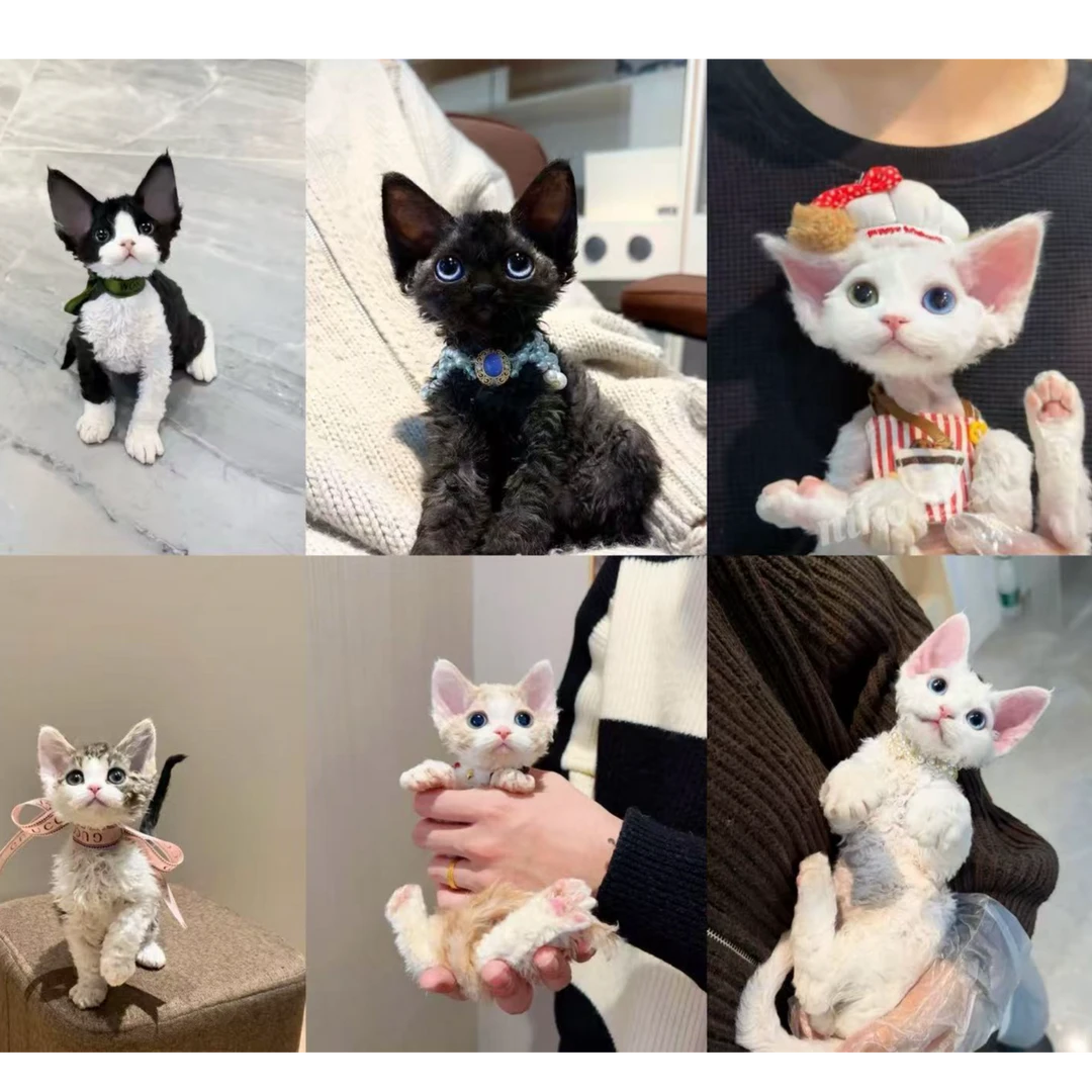 （钱多多卷毛德文猫）猫咪活体