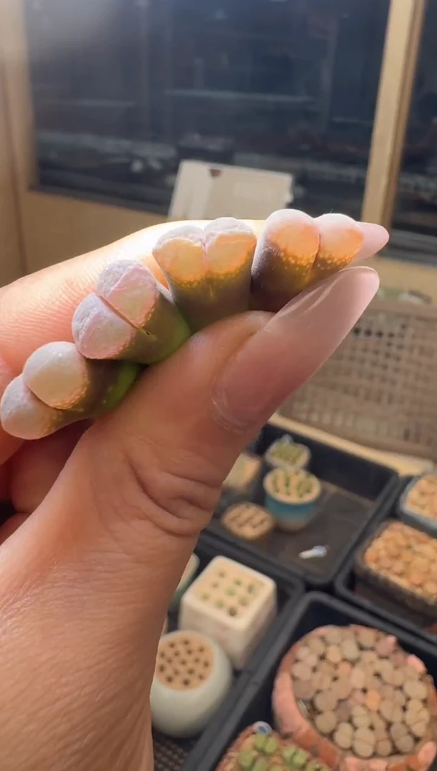 1-33多肉植物肉锥1799.8粉兔子风铃一颗