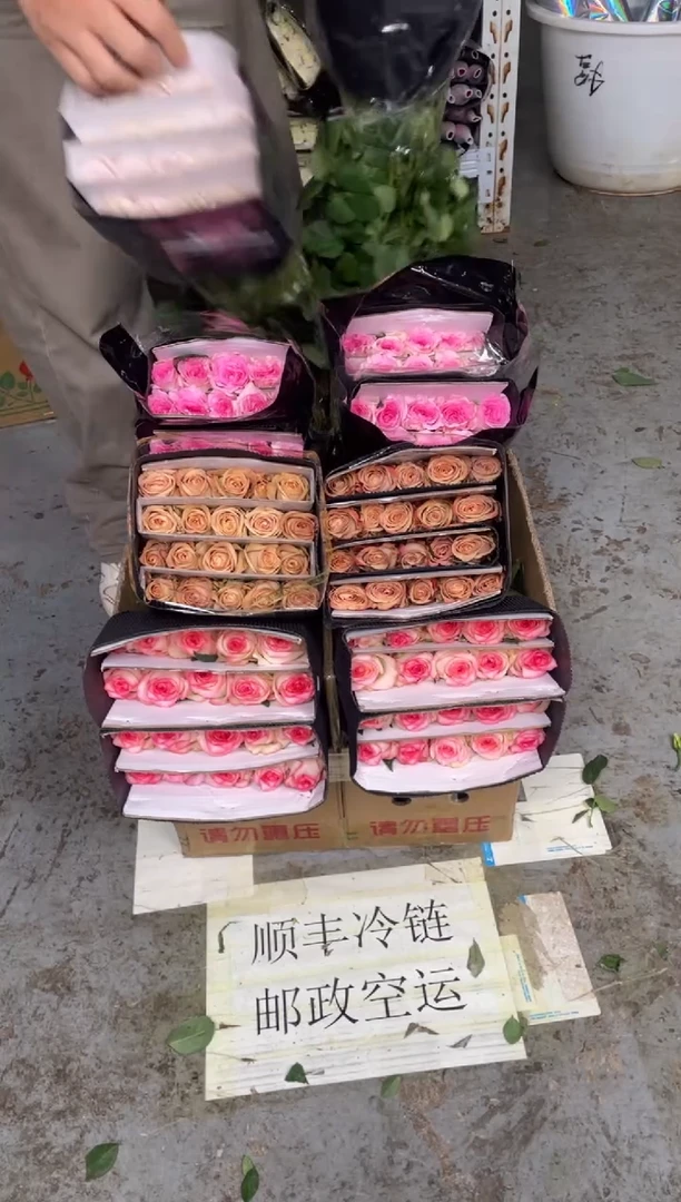艾沙20枝+卡布20枝+洛神20枝+曼塔20枝