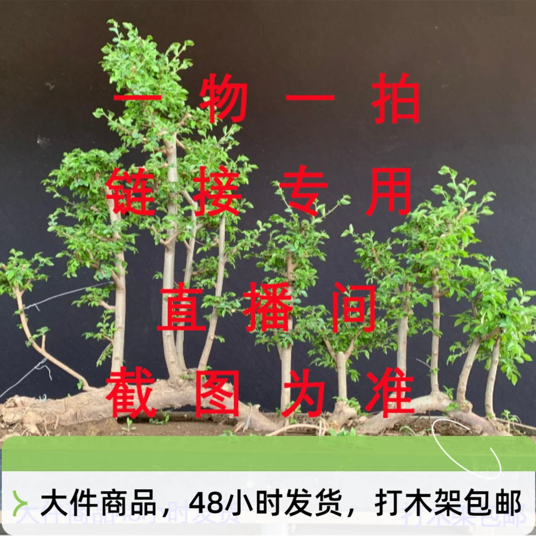 一本丛林过桥榔榆系列盆景