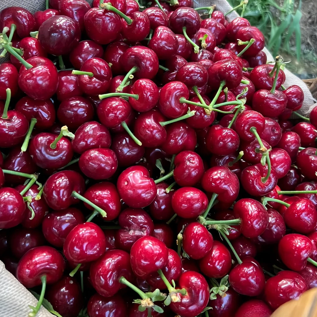 新鲜采摘大连美早樱桃小果一箱三斤 J美早