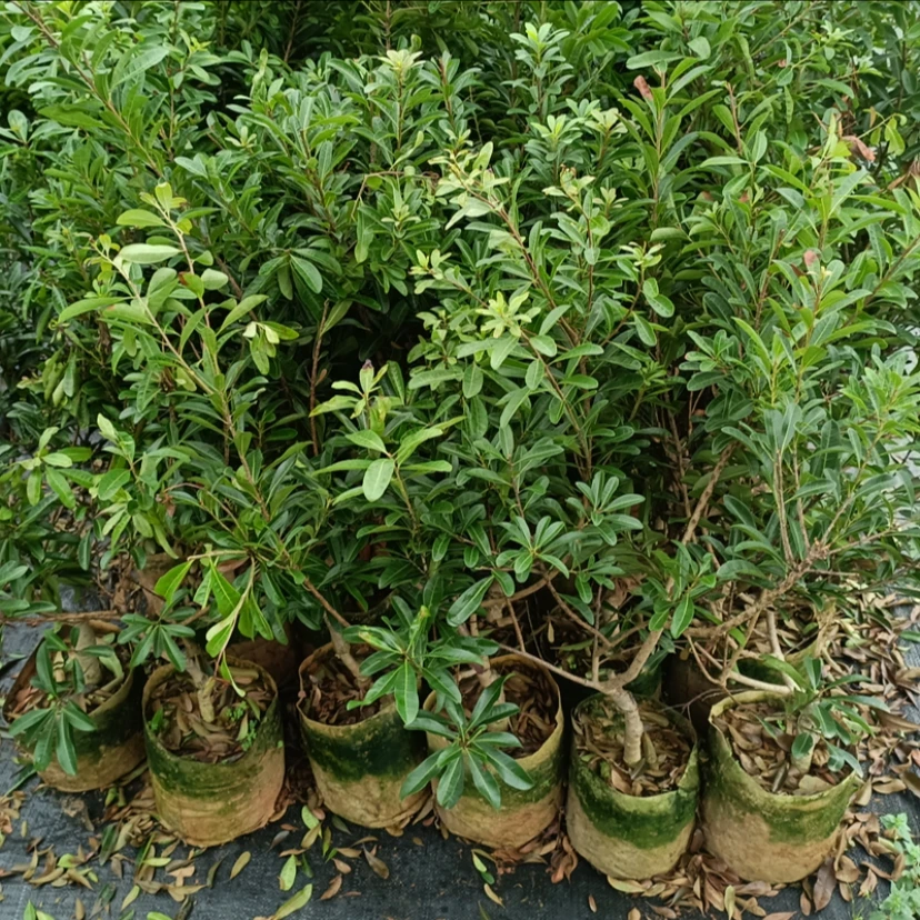 精选东魁带土带叶大小苗绿植盆栽庭院院子种植