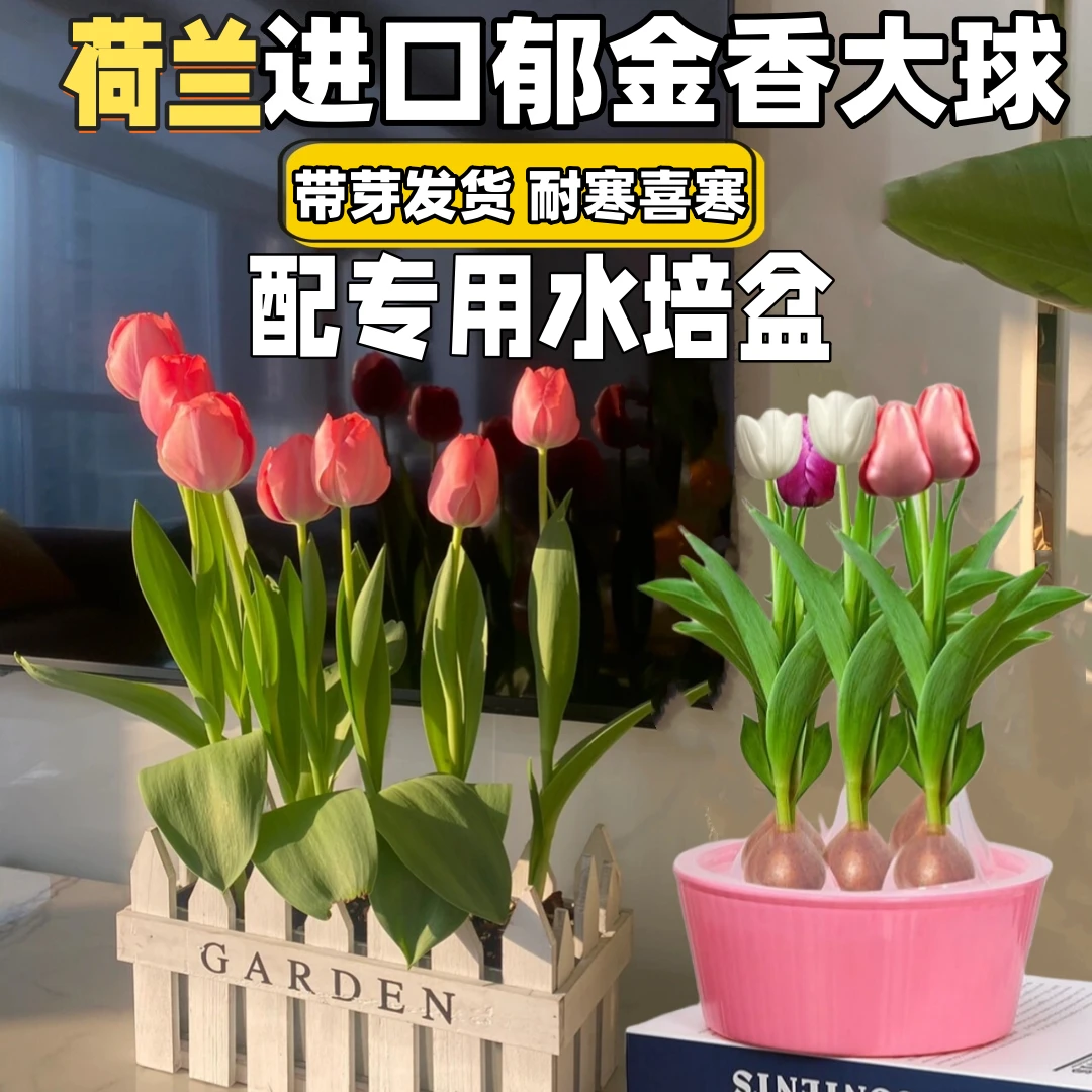 水培郁金香五度球郁金香种球进口耐寒水培植物郁金香水培器皿室内