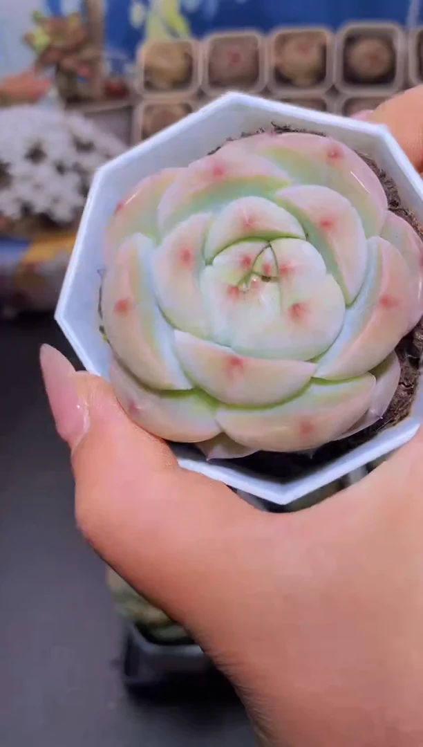 【闪购商品】383不灭长明量拍一颗