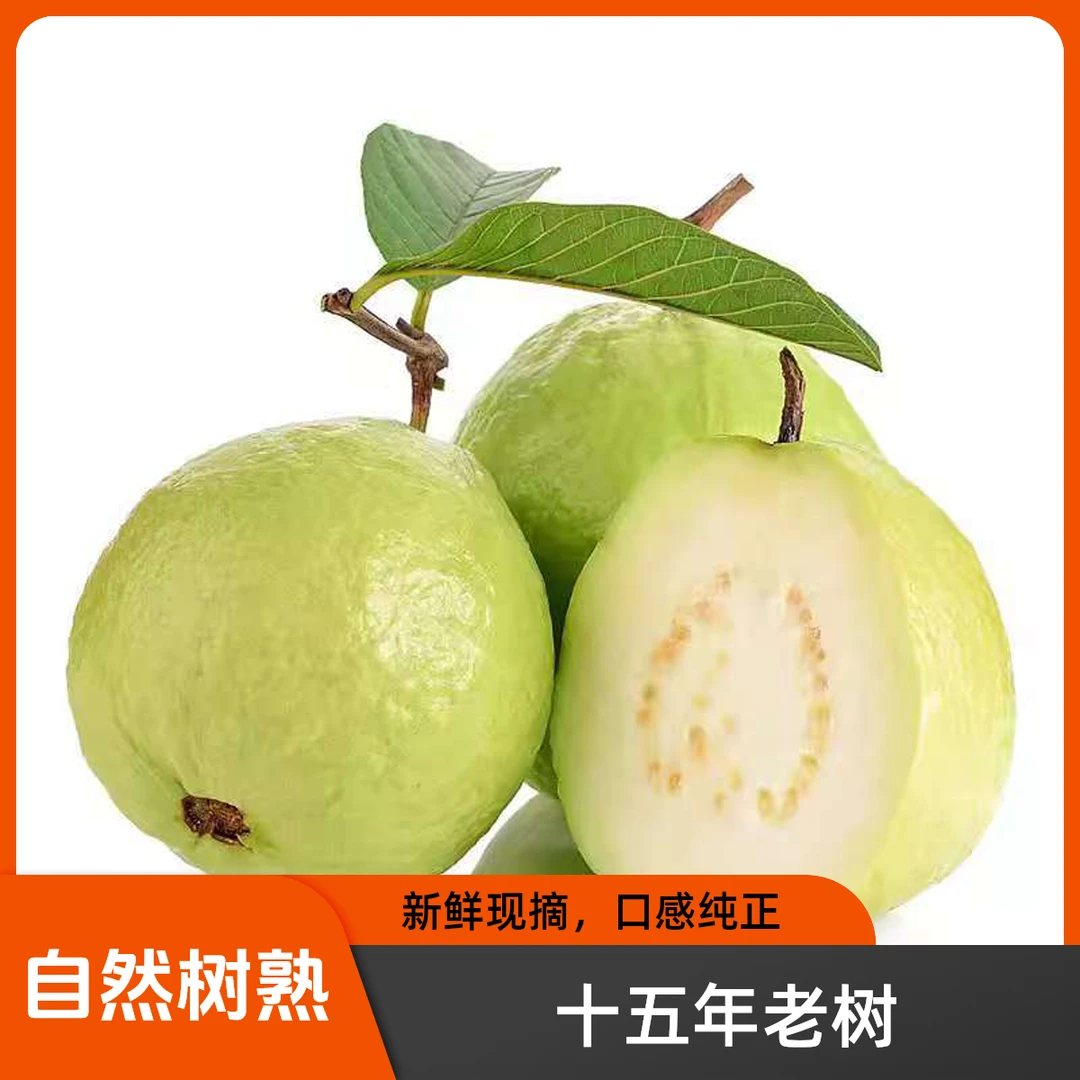 广州增城珍珠番石榴芭乐十五年老树 新鲜采摘果园直发